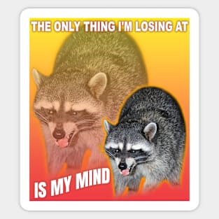 The only thing I'm losing at is my mind, raccoon meme Sticker